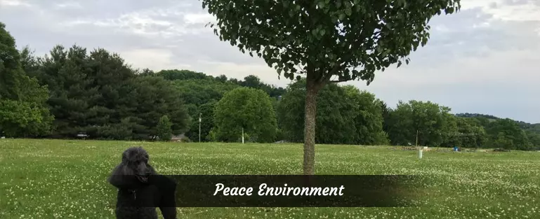 Peace Environment in Lynchburg